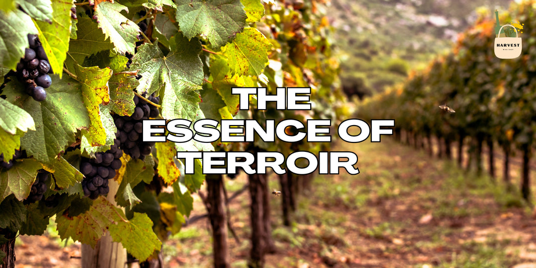 Week 8: Top Wine Regions & Terroir's Impact on Flavor