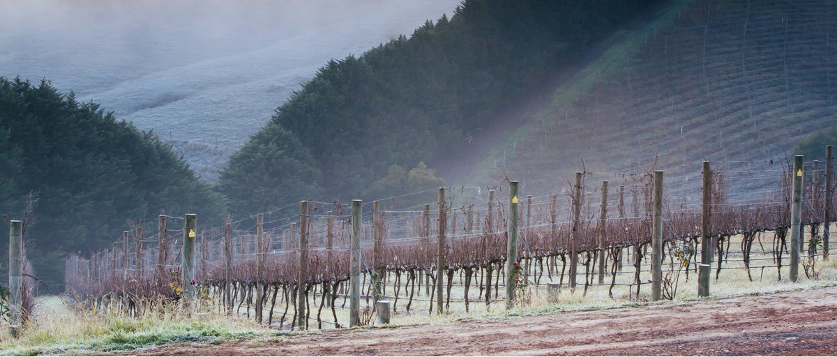 yarra valley vineyard with fog