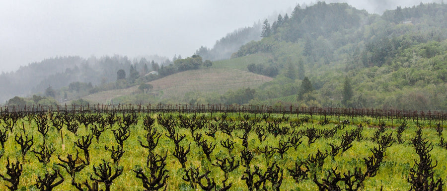 50 of California's Most Important Vineyards