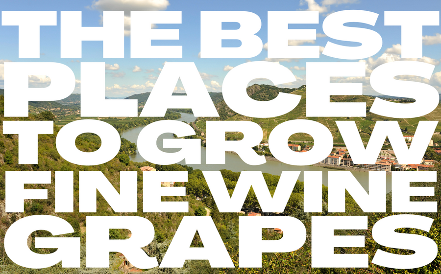 Wine Growing Regions: Why Location Matters for Fine Wine Production
