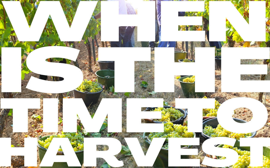 When is the best time to harvest grapes for wine?