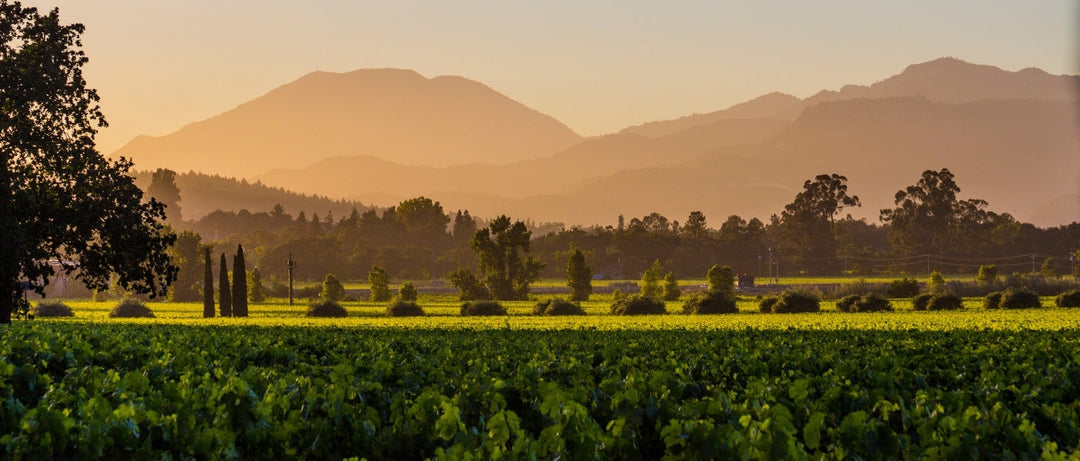 What Are the Main Differences Between Syrah & Cabernet?