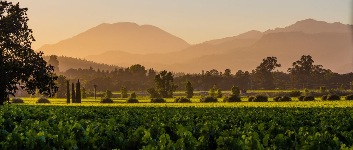 What Are the Main Differences Between Syrah & Cabernet?
