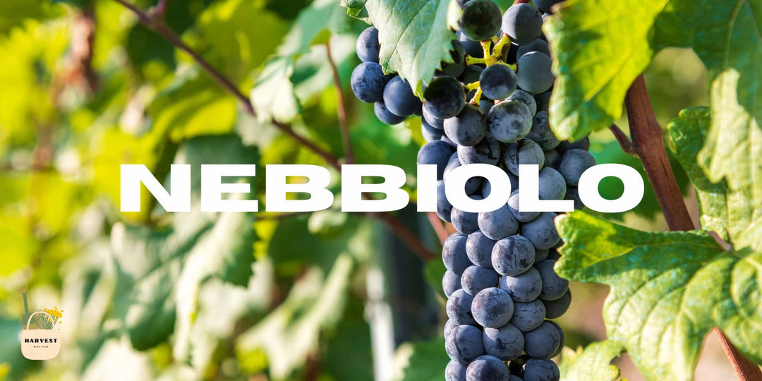 Nebbiolo - Harvest Wine Shop