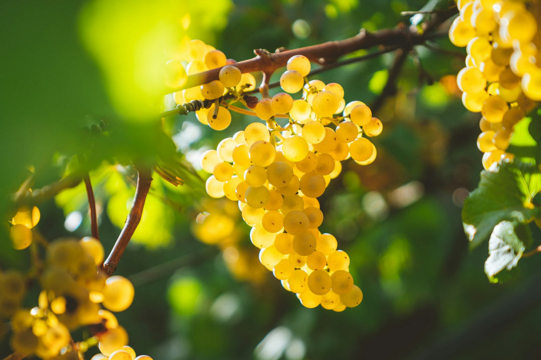Ripe golden Chardonnay grapes on the vine