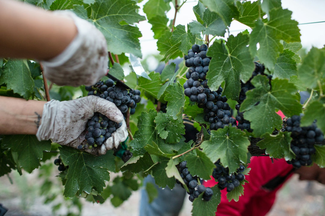 Gloved hands harvesting ripe black grapes in an organic vineyard