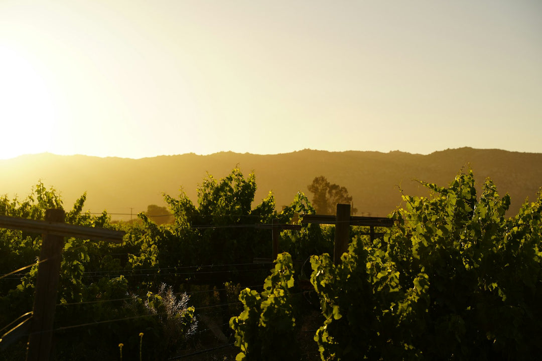 Sunset over a vineyard in Valle de Guadalupe, Baja California