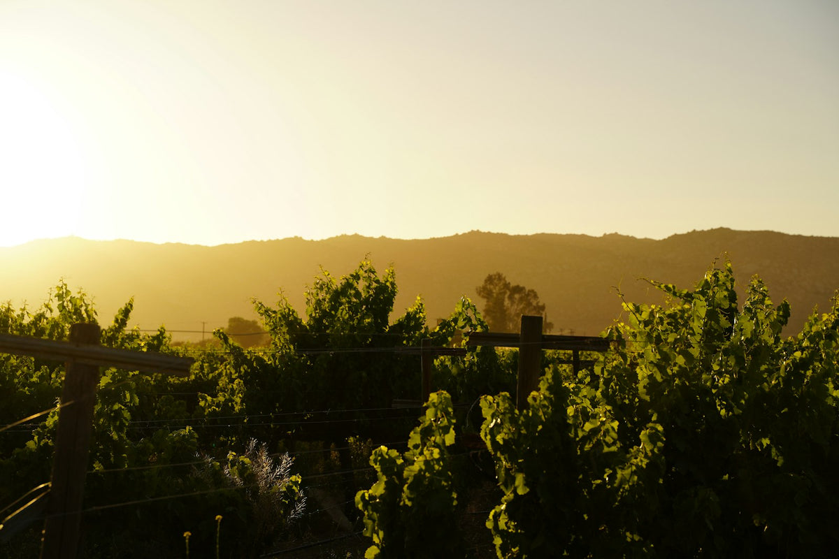 Sunset over a vineyard in Valle de Guadalupe, Baja California