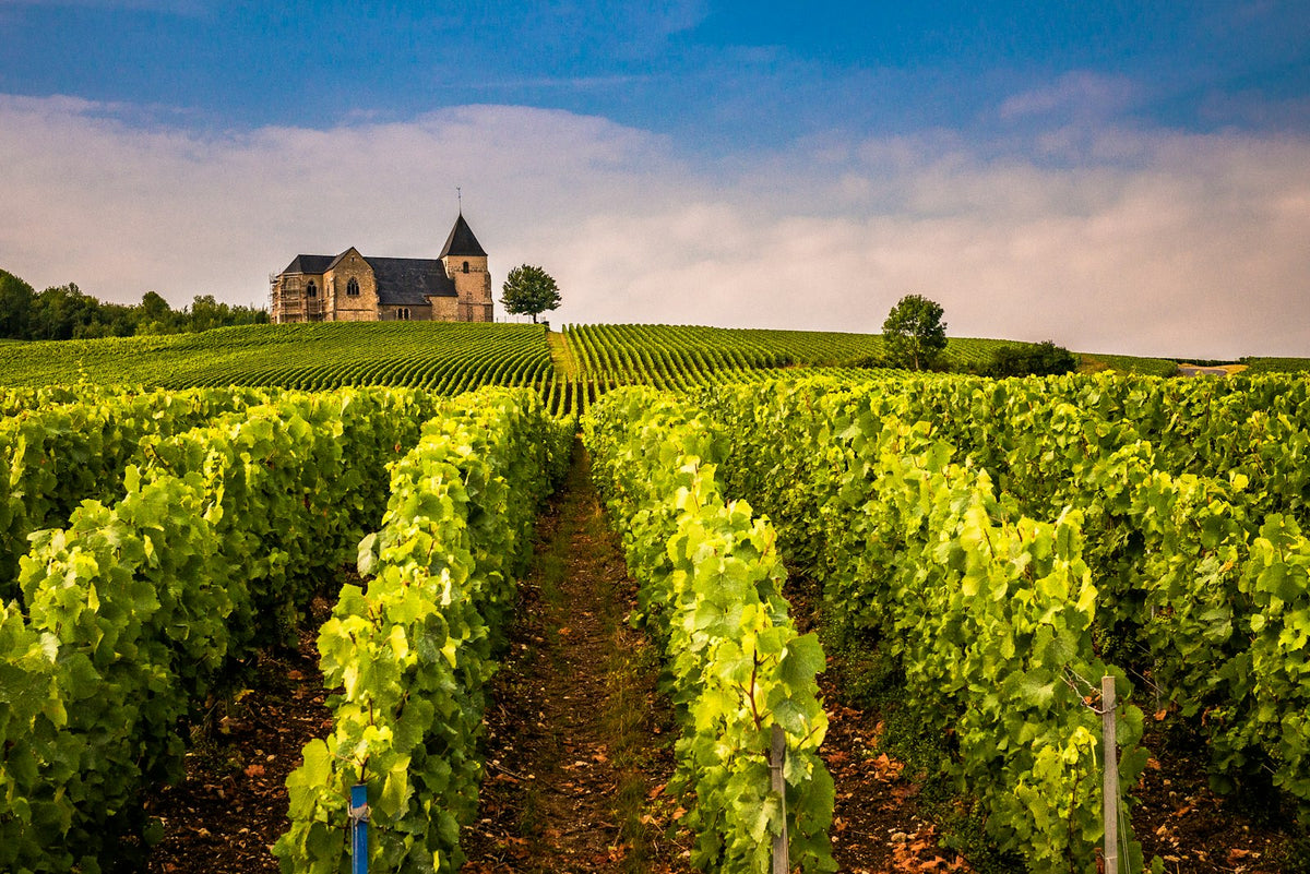 Vineyard rows below the medieval church of Chavot in the Champagne region of France