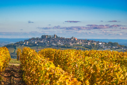 Sauvignon Blanc: The Grape Guide