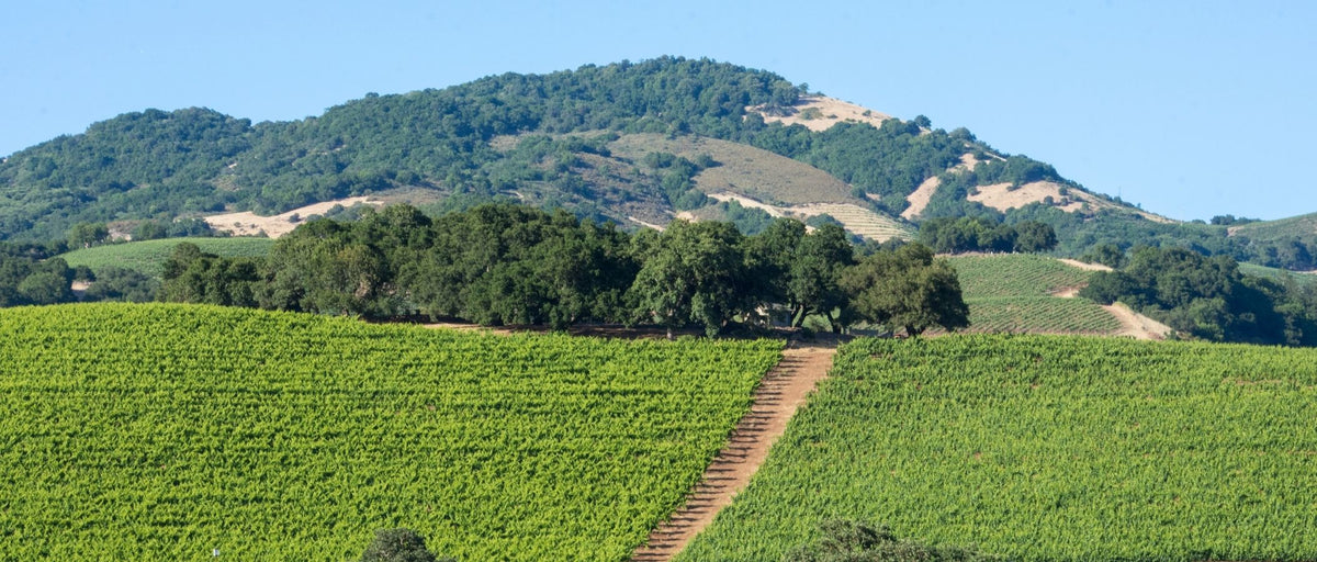 Sonoma Valley