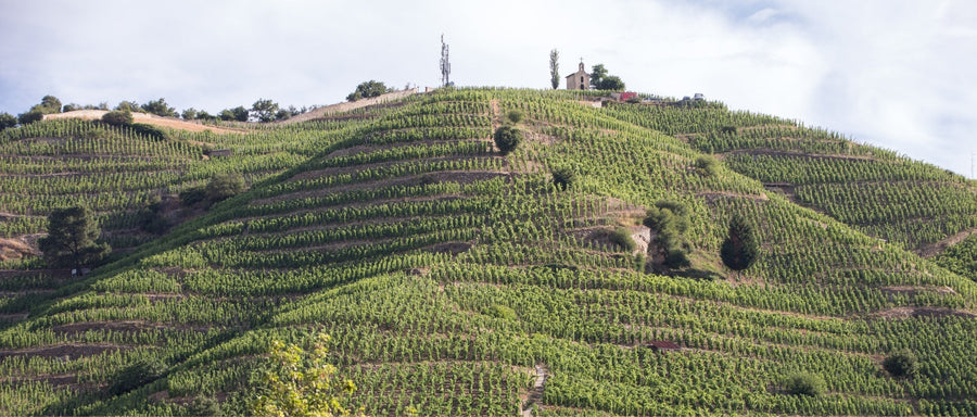 Is the Rhône Valley the World’s Most Versatile Wine Region?