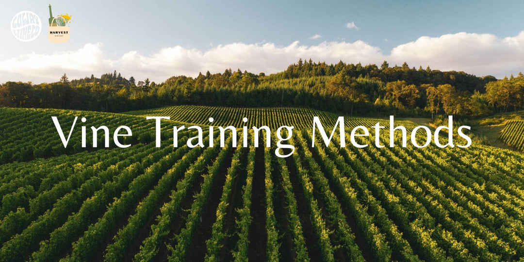 Vine Training Methods - Harvest Wine Shop