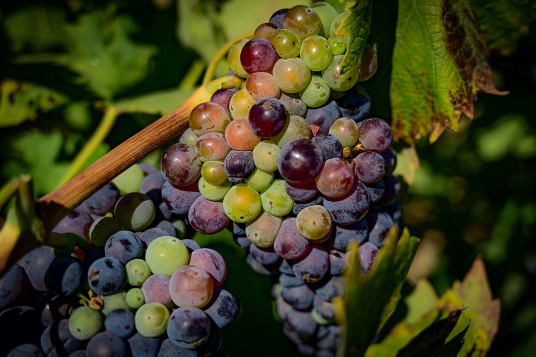 Try These Alternative Varietals If You Love These Grapes