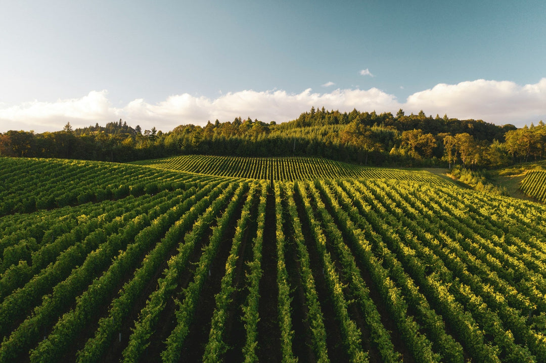 Caliornia - Harvest Wine Shop