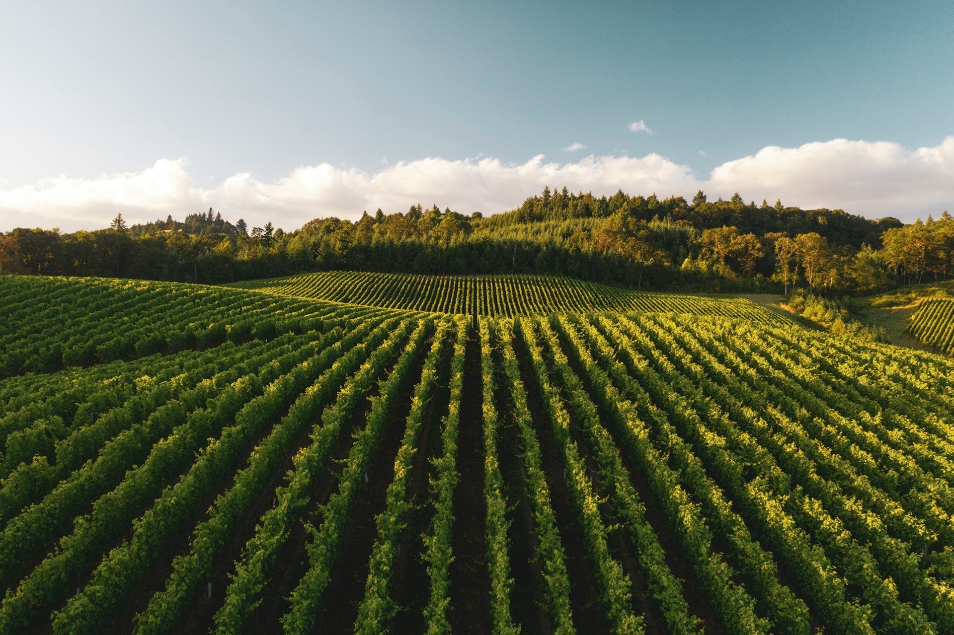 Organic - Harvest Wine Shop