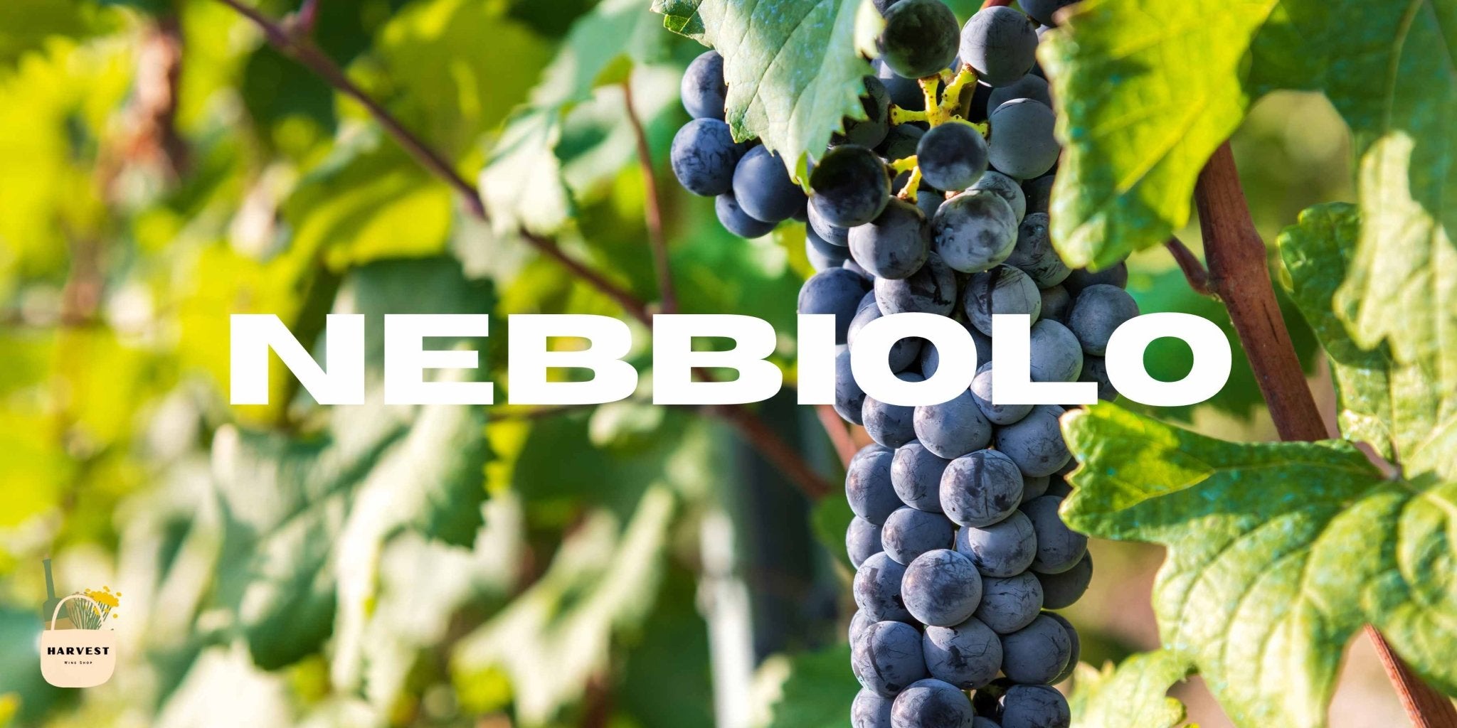 Nebbiolo - Harvest Wine Shop